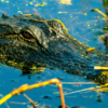 Swamp Radio
