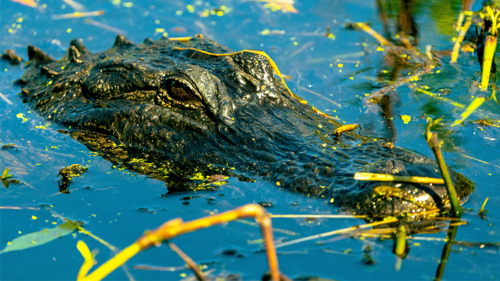 Swamp Radio